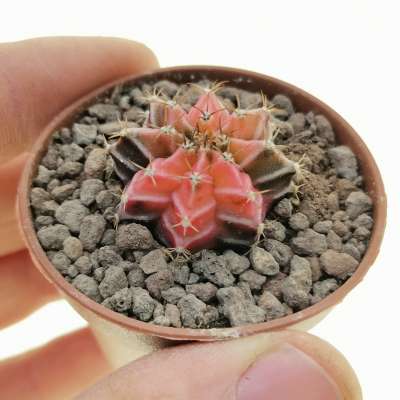 Gymnocalycium mihanovichii f. variegata 'Pink Diamond' (Own roots)