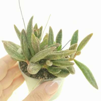 Adromischus marianae var. antidorcatum