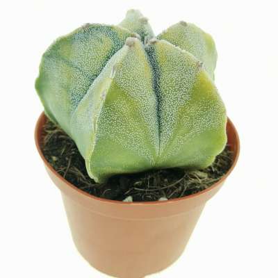 Astrophytum myriostigma f. variegata - Giromagi