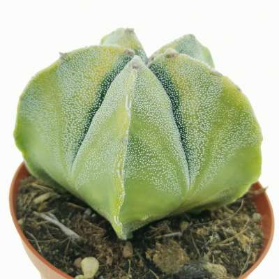 Astrophytum myriostigma f. variegata - Giromagi