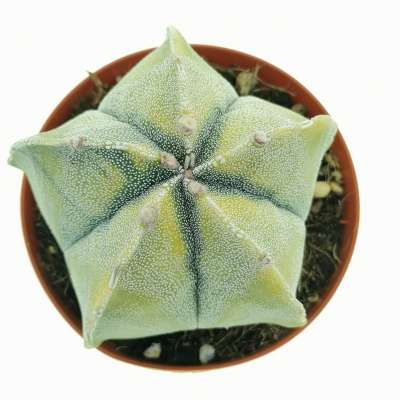 Astrophytum myriostigma f. variegata - Giromagi