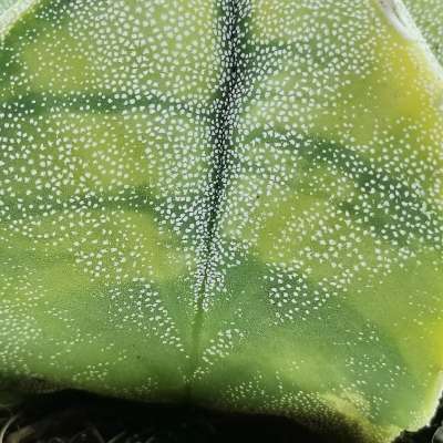 Astrophytum myriostigma f. variegata - Giromagi
