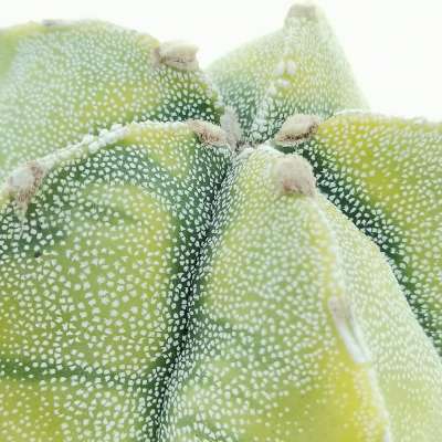 Astrophytum myriostigma f. variegata - Giromagi