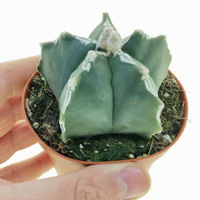 Astrophytum myriostigma cv. Kikko Haku-jo