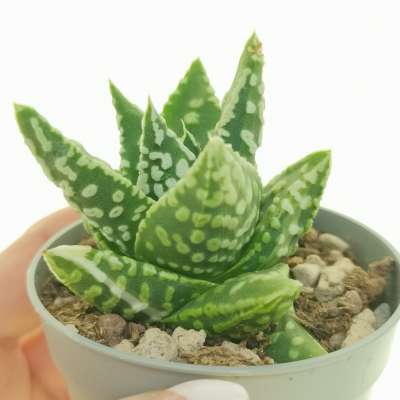Haworthia pumila f. variegata