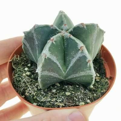 Astrophytum myriostigma cv. Milky Way