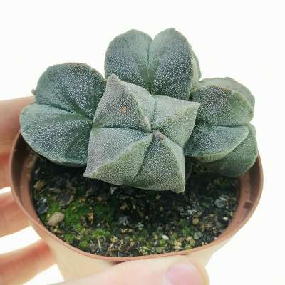 Astrophytum myriostigma f. prolifera