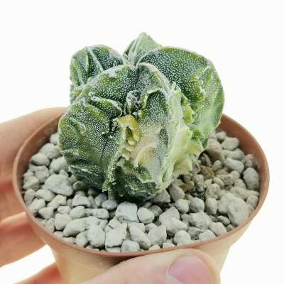 Astrophytum myriostigma cv. Fukuryu (type B) f. variegata