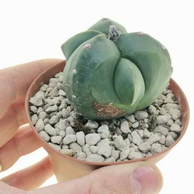 Astrophytum myriostigma cv. fukuryu (Type A) tricostatum nudum