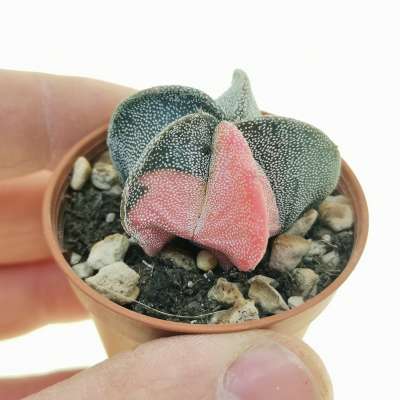 Astrophytum myriostigma f. variegata