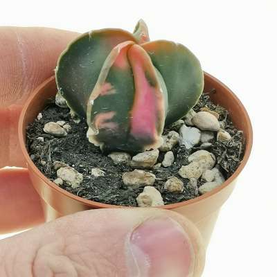 Astrophytum myriostigma var. nudum f. variegata