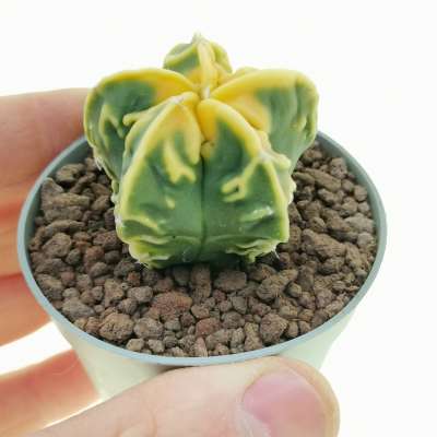 Astrophytum myriostigma cv. Fukuryu (type B) Koh-yo var. nudum - Giromagi