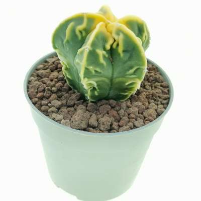Astrophytum myriostigma cv. Fukuryu (type B) Koh-yo var. nudum - Giromagi