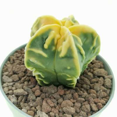 Astrophytum myriostigma cv. Fukuryu (type B) Koh-yo var. nudum - Giromagi