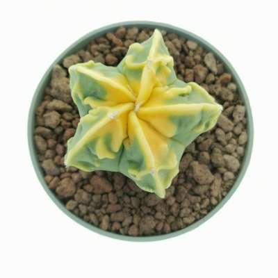 Astrophytum myriostigma cv. Fukuryu (type B) Koh-yo var. nudum - Giromagi