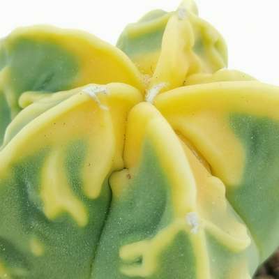 Astrophytum myriostigma cv. Fukuryu (type B) Koh-yo var. nudum - Giromagi