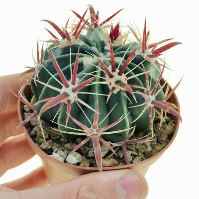 Ferocactus latispinus