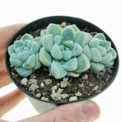 Echeveria albicans