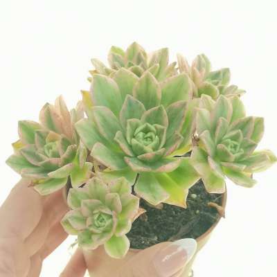 Aeonium 'Bronze medal' f. variegata