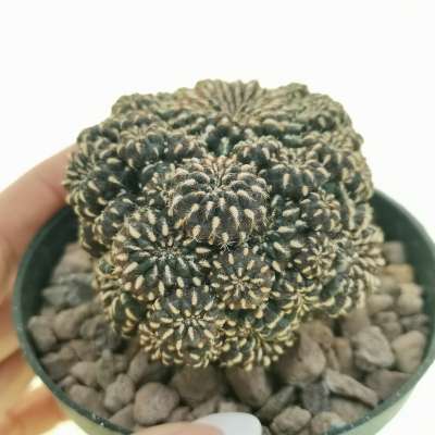 Sulcorebutia heinzii