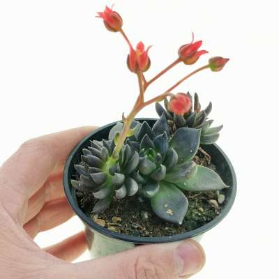 Echeveria 'Black Knight'