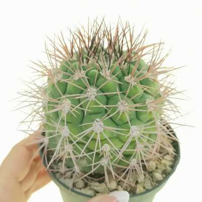 Gymnocalycium saglionis