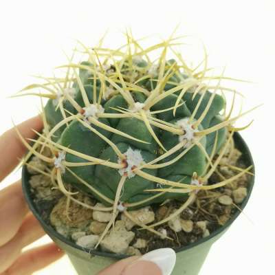 Gymnocalycium multiflorum