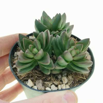 Crassula 'Benjamin'