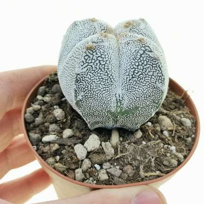 Astrophytum myriostigma cv. Onzuka var. quadricostatum