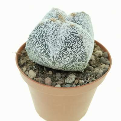 Astrophytum myriostigma cv. Onzuka var. quadricostatum - Giromagi