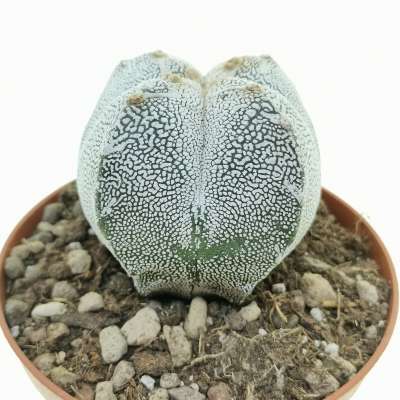 Astrophytum myriostigma cv. Onzuka var. quadricostatum - Giromagi