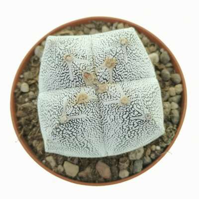 Astrophytum myriostigma cv. Onzuka var. quadricostatum - Giromagi