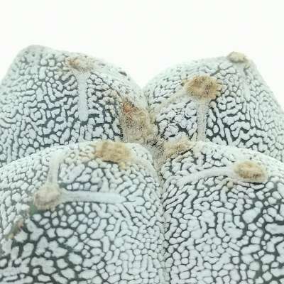 Astrophytum myriostigma cv. Onzuka var. quadricostatum - Giromagi
