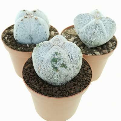 Astrophytum myriostigma cv. Onzuka var. quadricostatum - Giromagi