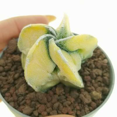 Astrophytum myriostigma cv. Fukuryu (type B) f. variegata