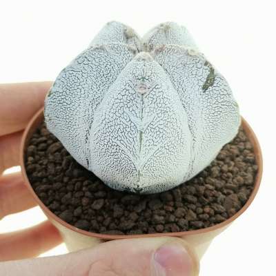 Astrophytum myriostigma cv. Onzuka