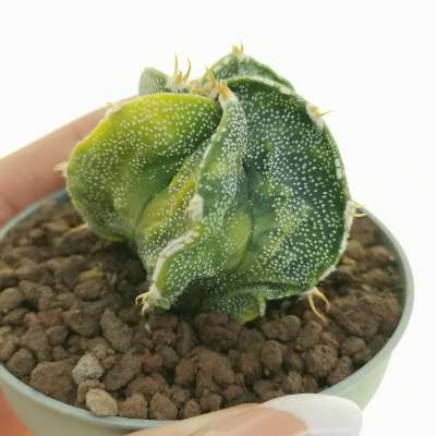 Astrophytum hybrid cv. Curlispine Fukuryu (type B) f. variegata