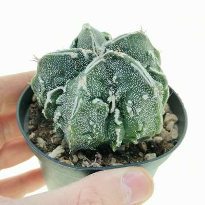 Astrophytum myriostigma cv. Fukuryu (Type B) Haku-jo