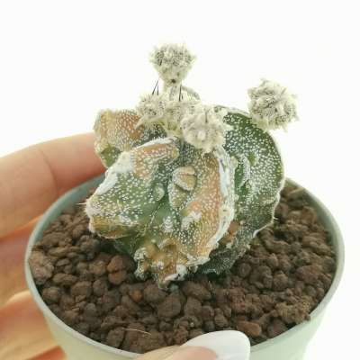 Astrophytum myriostigma cv. fukuryu (Type B) Haku-jo f. variegata prolifera