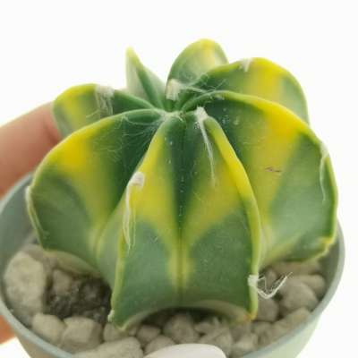 Astrophytum capricorne var. inermis nudum f. variegata
