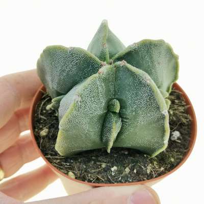 Astrophytum myriostigma cv. fukuryu (Type A)