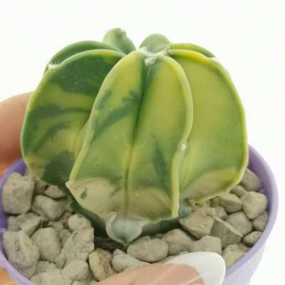 Astrophytum capricorne var. inermis nudum f. variegata