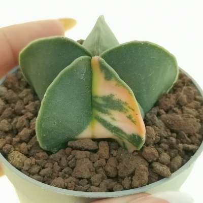 Astrophytum myriostigma var. nudum f. variegata
