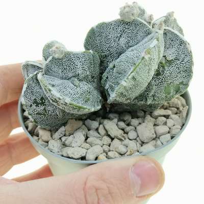 Astrophytum myriostigma cv. Fukuryu (type B) f. dicotomica
