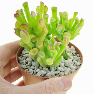 Crassula cv. Gollum