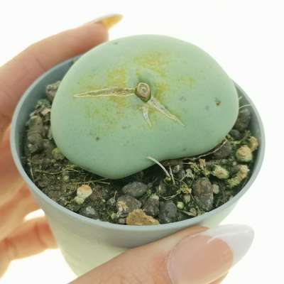 Conophytum ornatum