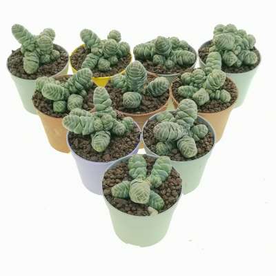 Crassula barklyi 10 pcs