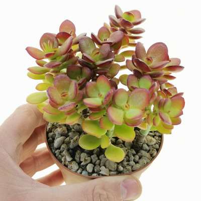 Crassula ovata 'Minima'