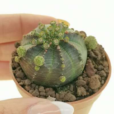 Euphorbia obesa f. prolifera