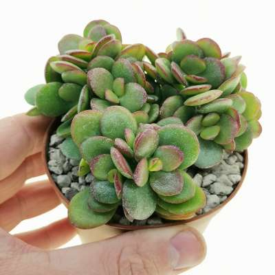 Crassula ovata 'crosby's compact'